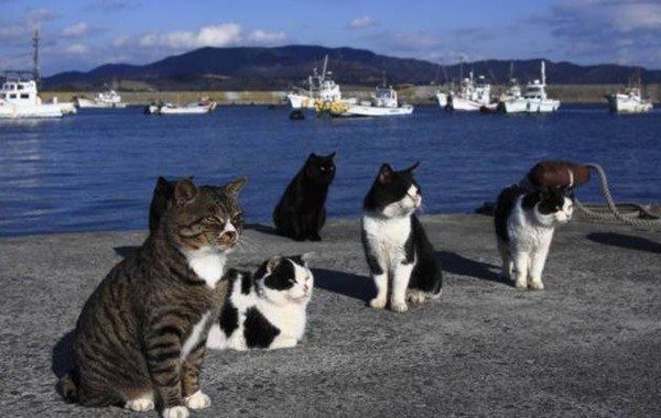 Tashirojima-gatos_thumb.jpg
