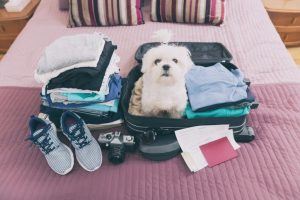 Vacaciones perros